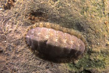Chiton (Lepidochitona cinerea), shot in Baleal, Portugal,... by Joao Pedro Tojal Loia Soares Silva 